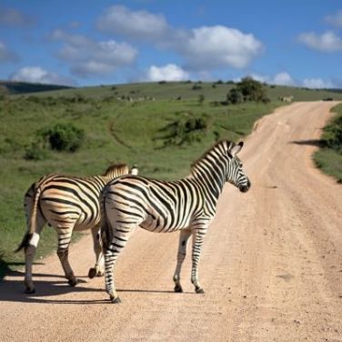 Djibouti Telecom upgrades DARE1 cable with Ciena tech