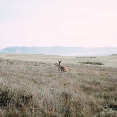 OMERS snaps up TPG towers for A$950m