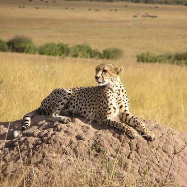 Vodafone ups Vodacom stake with €2.4bn Safaricom transfer