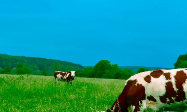 UK must act to meet rural demand for superfast connectivity