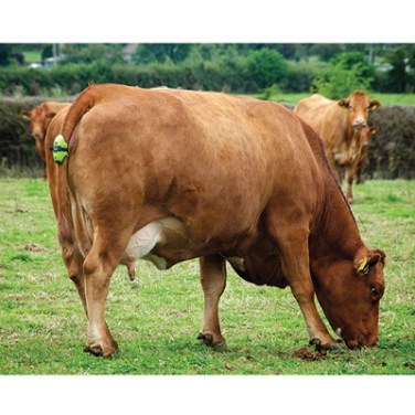 Vodafone in the mooo-d for IoT