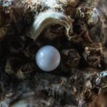 white egg on brown and black surface
