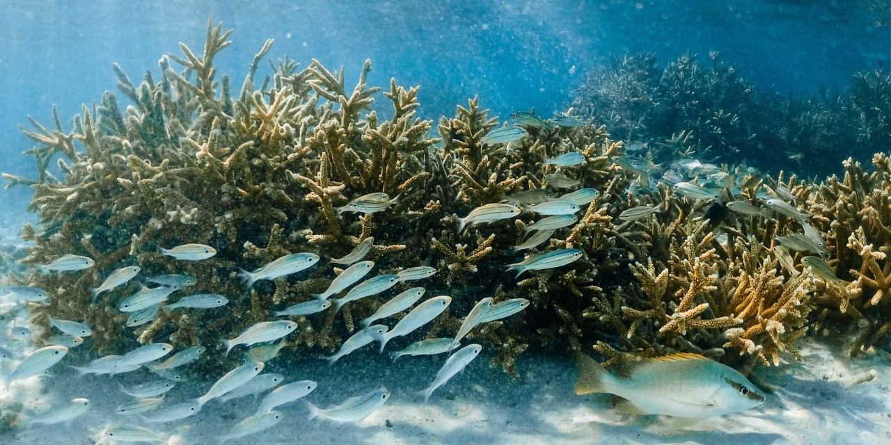 Pioneer Consulting expands in Asia