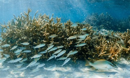 Pioneer Consulting expands in Asia