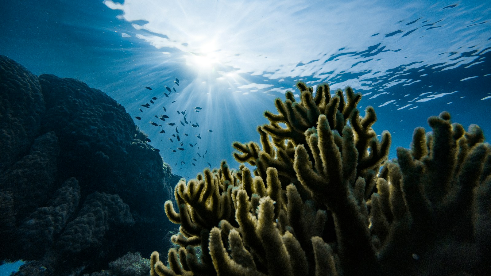 Small Sub Ocean SubOptic Foundation publishes Sustainable Subsea Networks Report ...