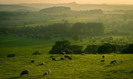 UK Government denies MNOs a Shared Rural Network extension 