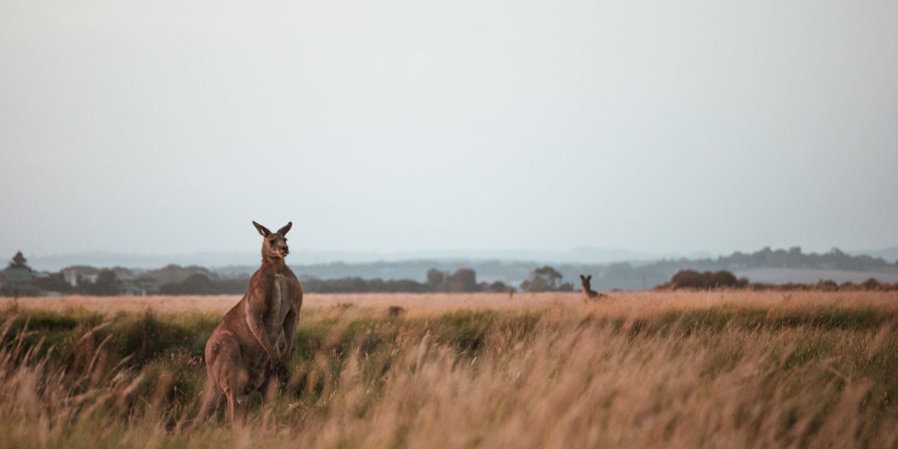 Aussie 3G switch off threatens over 200,000 devices