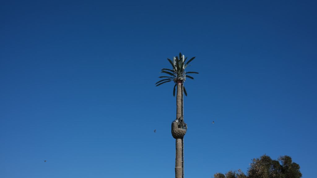 a tall palm tree in front of a blue sky
