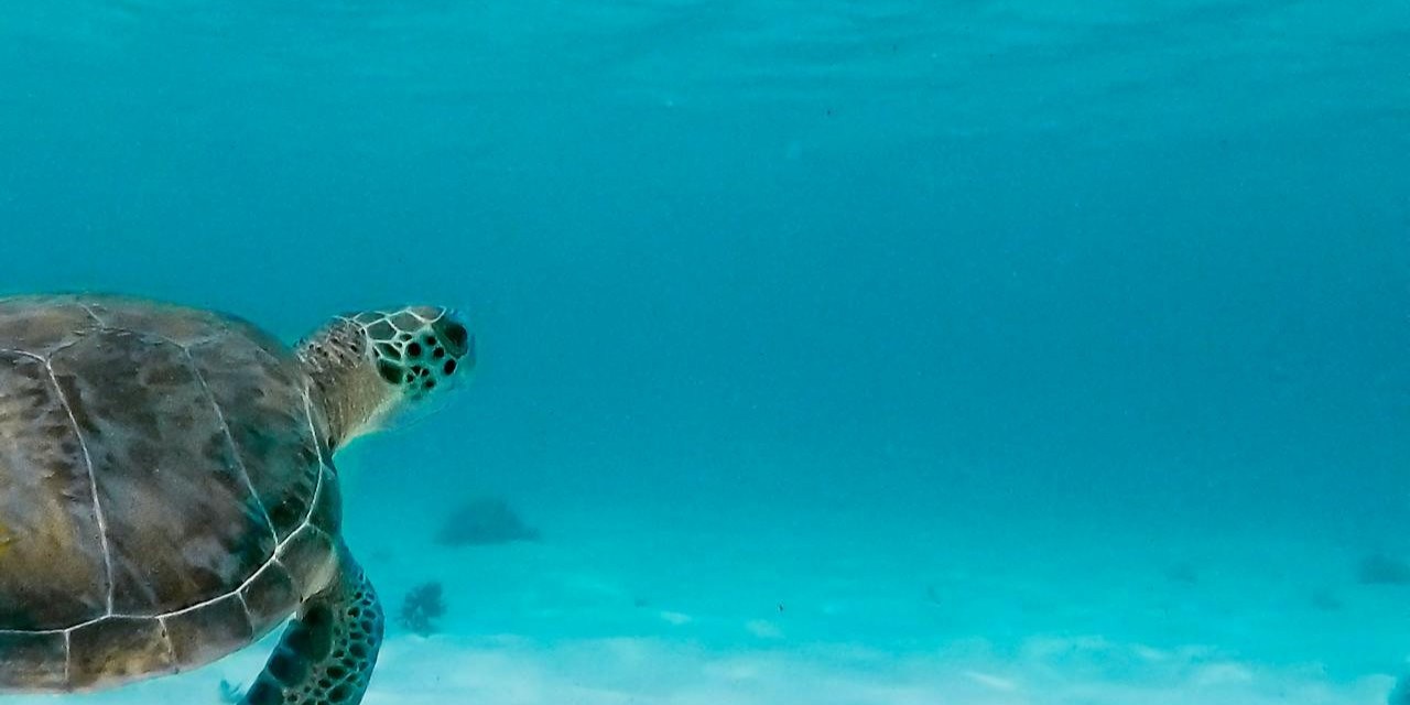 Ekinops upgrades submarine cable for Global Caribbean Network