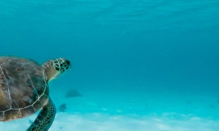 Ekinops upgrades submarine cable for Global Caribbean Network