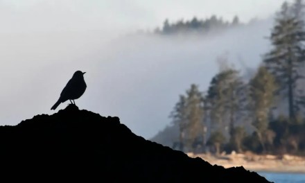 Podcasts: Assured’s path to building trust and bridging worlds