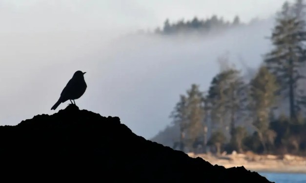 Podcasts: Assured’s path to building trust and bridging worlds