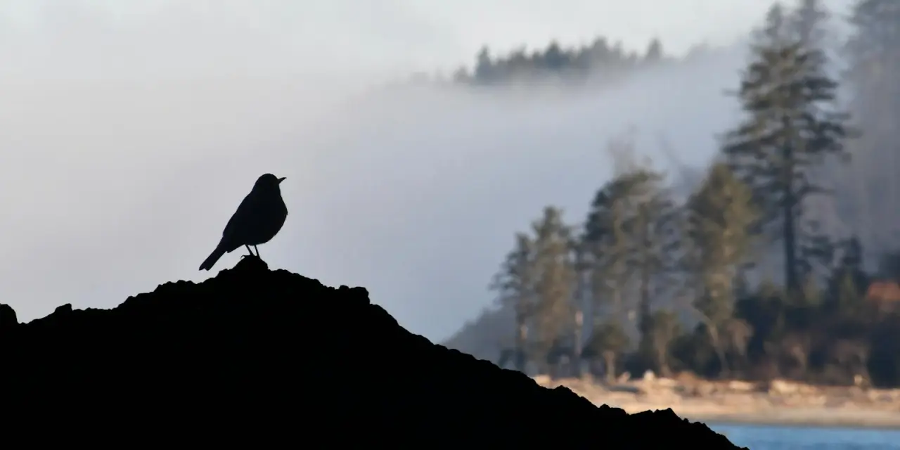 Podcasts: Assured’s path to building trust and bridging worlds