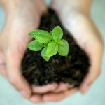 a person holding a plant in their hands