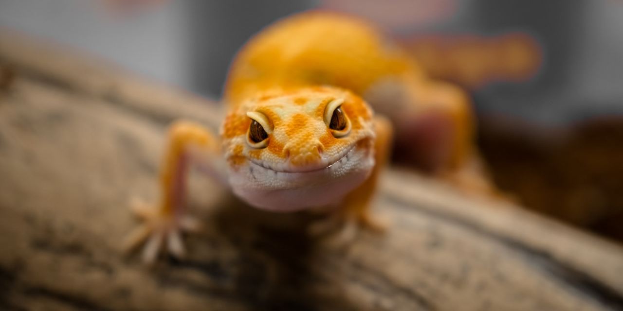 Microsoft launches Project Gecko to produce AI systems in low-resourced languages