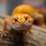 brown and white lizard on brown wooden surface