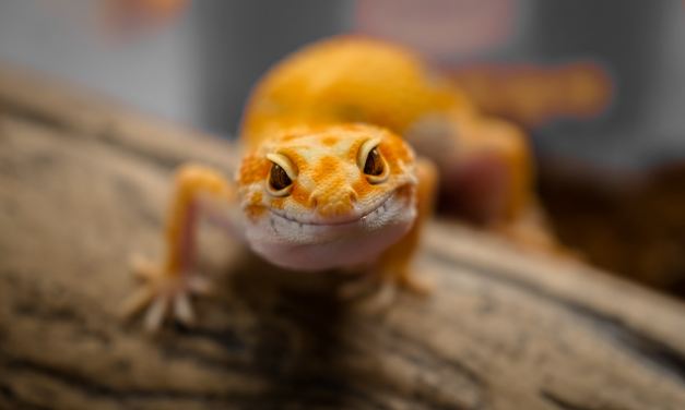 Microsoft launches Project Gecko to produce AI systems in low-resourced languages