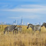 a herd of zebra standing on top of a dry grass field
