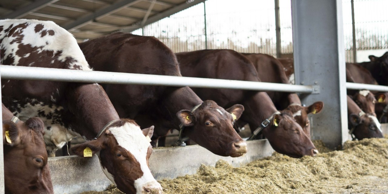 Boldyn Networks’ 5G RedCap to support smart livestock monitoring in West Sussex