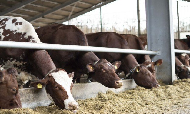 Boldyn Networks’ 5G RedCap to support smart livestock monitoring in West Sussex