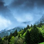 forest and mountain partially covered with fog